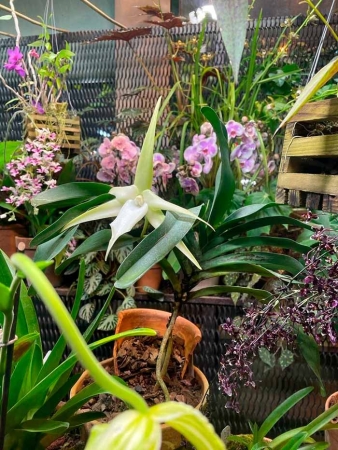 Фестиваль орхидей, хищных растений и суккулентов «Тропическая зима»