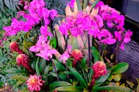 Фестиваль орхидей, хищных растений и суккулентов «Тропическая зима»