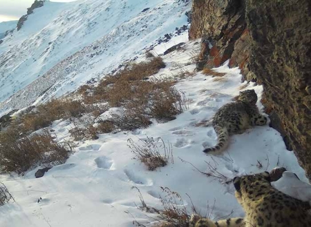 В заповеднике «Убсунурская котловина» выявлено 18 особей ирбиса – на 7 больше, чем в прошлом году