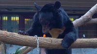 Три медведя нашли дом в Московском зоопарке