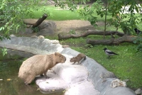 В Московском зоопарке родились три капибары
