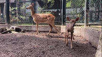 В филиале Московского зоопарка родился оленёнок