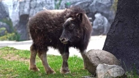 Овцебык родился в Московском зоопарке