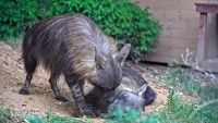 Первые в истории зоопарков России бурые гиены прибыли в Московский зоопарк