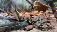 В Московском зоопарке открылась выставка ядовитых змей «Хижина змеелова»