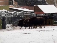 Реакция животных Московского зоопарка на первый снег
