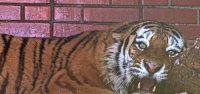 Горожане выбрали имя для амурского тигра из Московского зоопарка