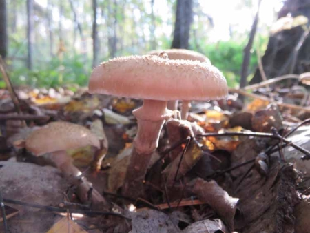 Королевские опята для театрального фотографа