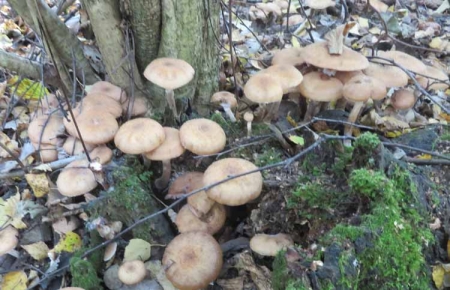 Королевские опята для театрального фотографа