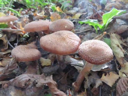 Королевские опята для театрального фотографа