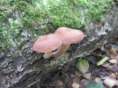 Королевские опята для театрального фотографа