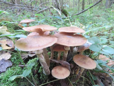 Королевские опята для театрального фотографа