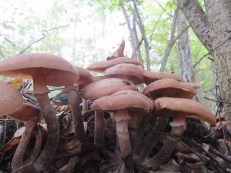 Королевские опята для театрального фотографа