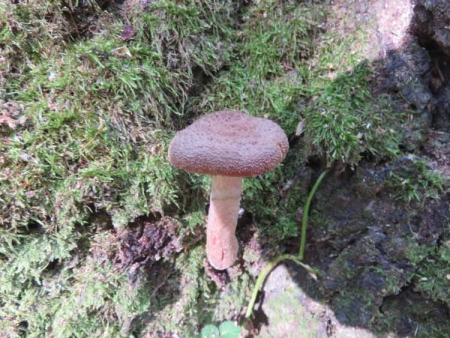 Королевские опята для театрального фотографа