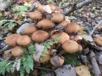 Королевские опята для театрального фотографа