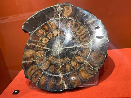 Выставка «Рейс в Мезозой: Планетарий - Метро»