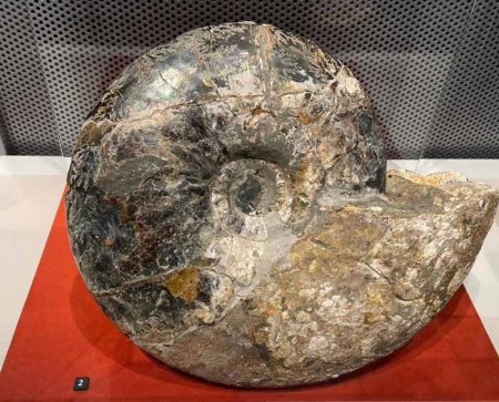 Выставка «Рейс в Мезозой: Планетарий - Метро»