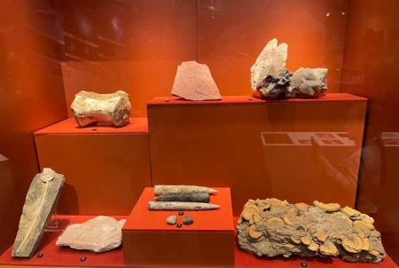 Выставка «Рейс в Мезозой: Планетарий - Метро»