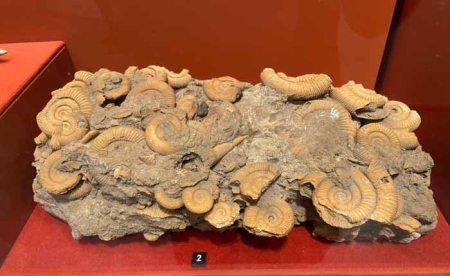 Выставка «Рейс в Мезозой: Планетарий - Метро»